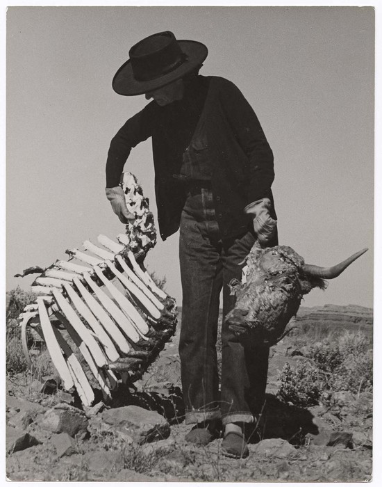 [Artist Georgia O'Keeffe gathering material for one of her paintings by lugging home a cow's head and skeleton]