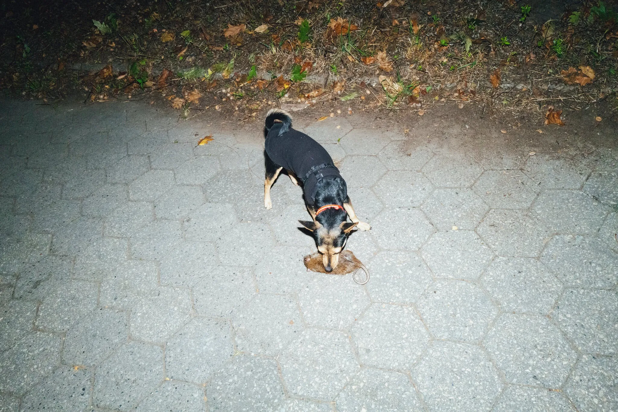 Sara for The New York Times