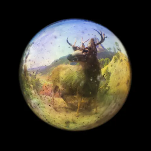 A deer as seen through a dirty fisheye lens. 